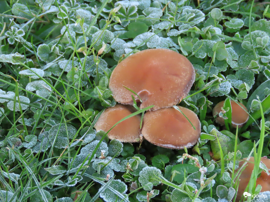 Gomba és dér találkozása