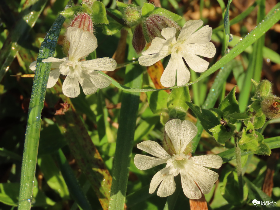 Dércsípte Mécsvirág