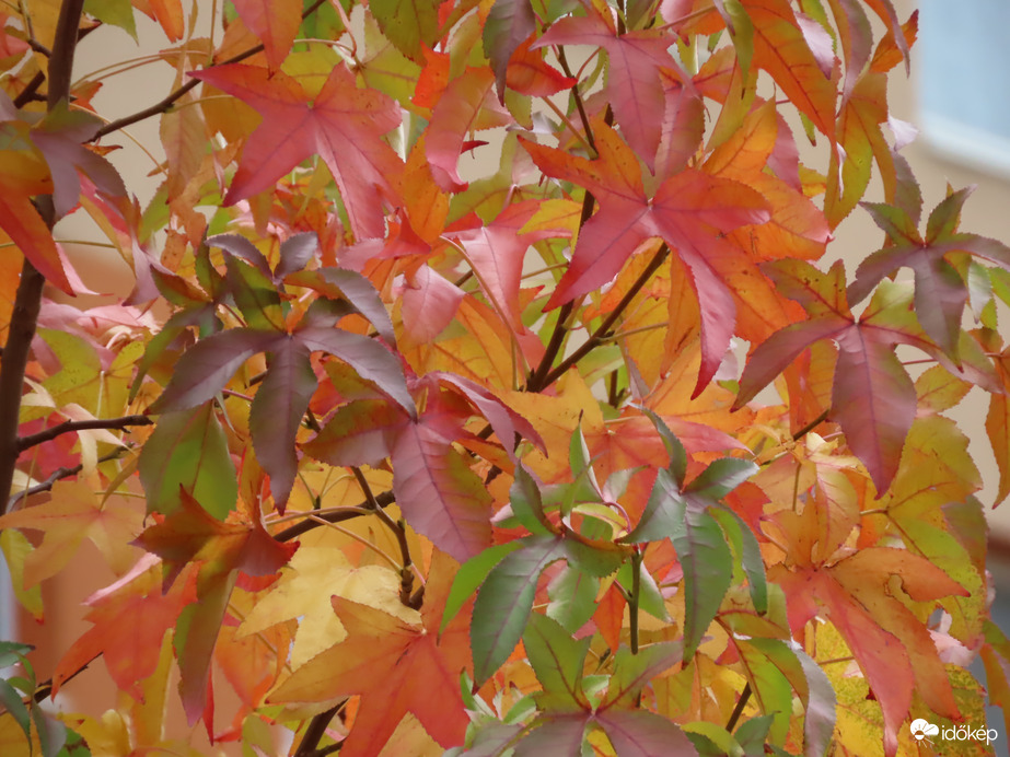 Ahány levél, annyi szín