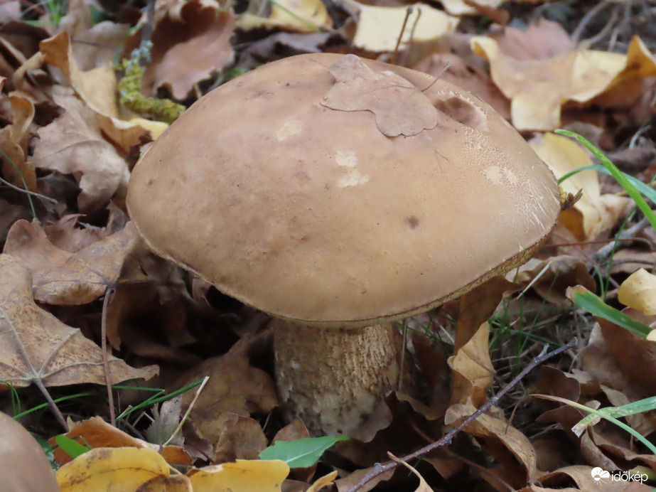 Hatalmas gomba a fűben