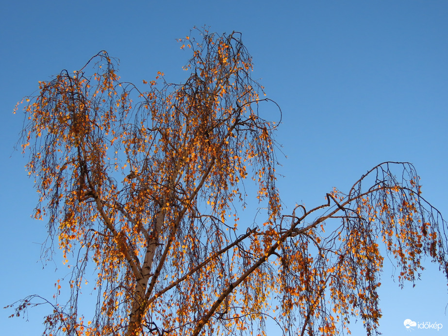 Nyírfa csúcsa reggeli napsütésben