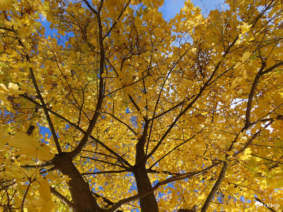 Sárgába öltözött a tóparti Juhar