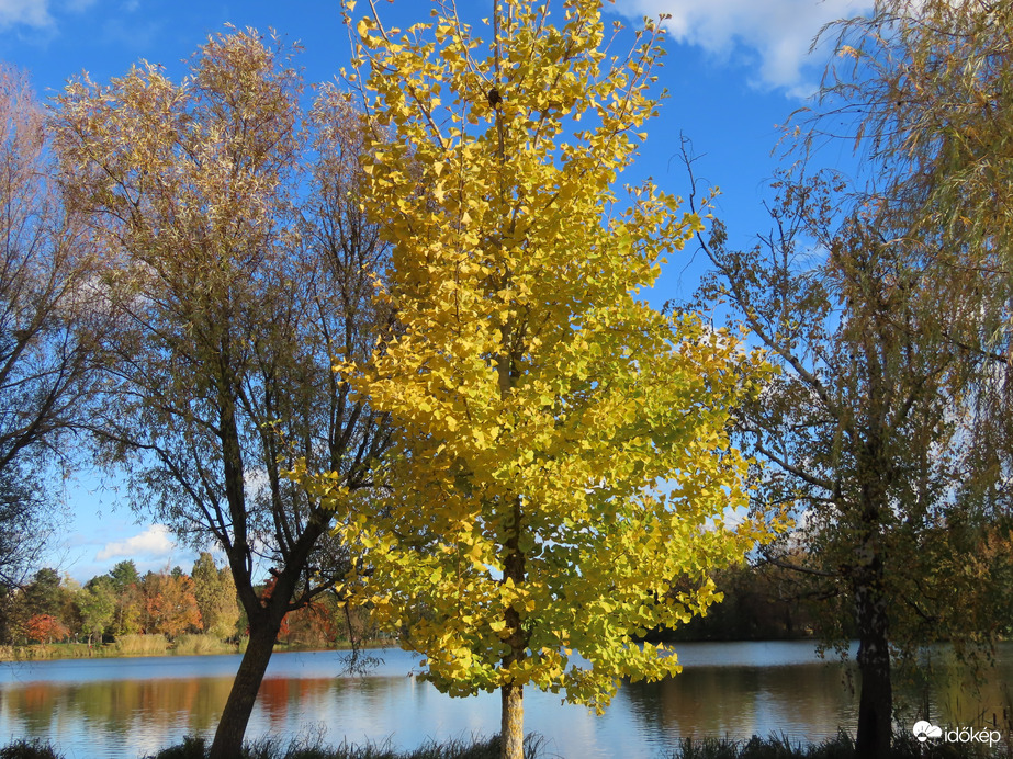 Ginkgo biloba a tónál
