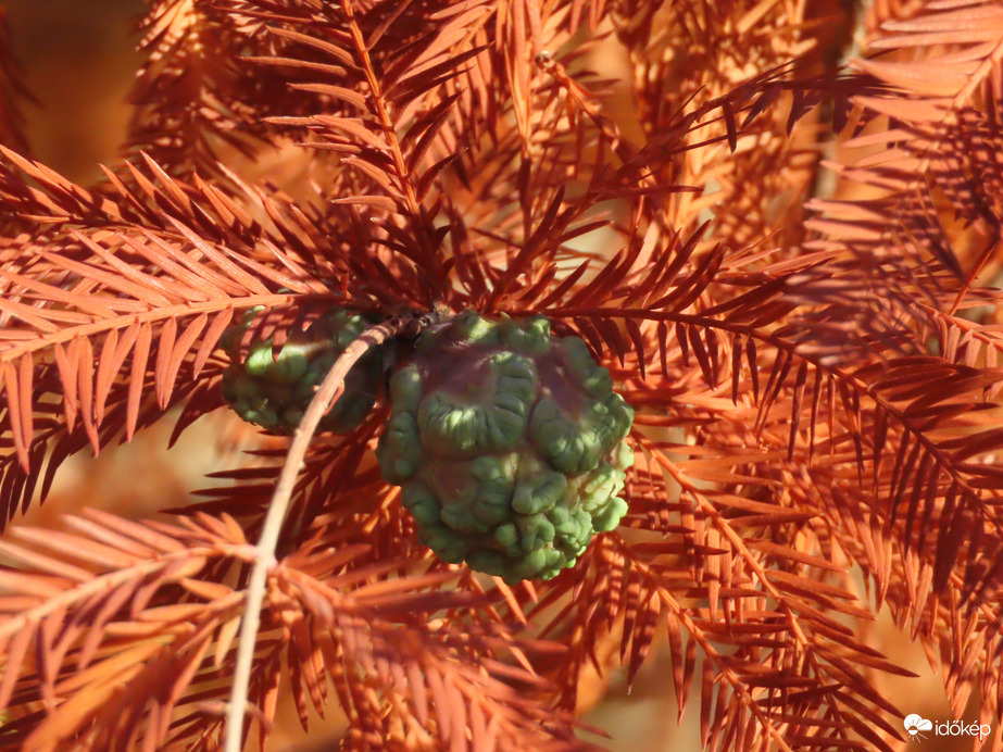 Már csak a termése zöld