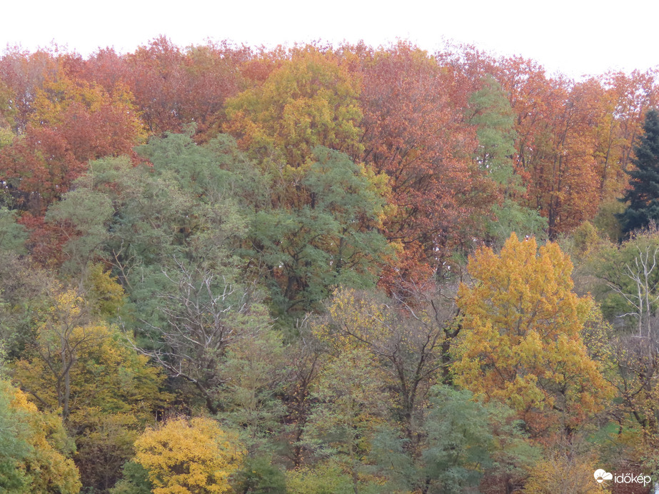 Őszi erdő