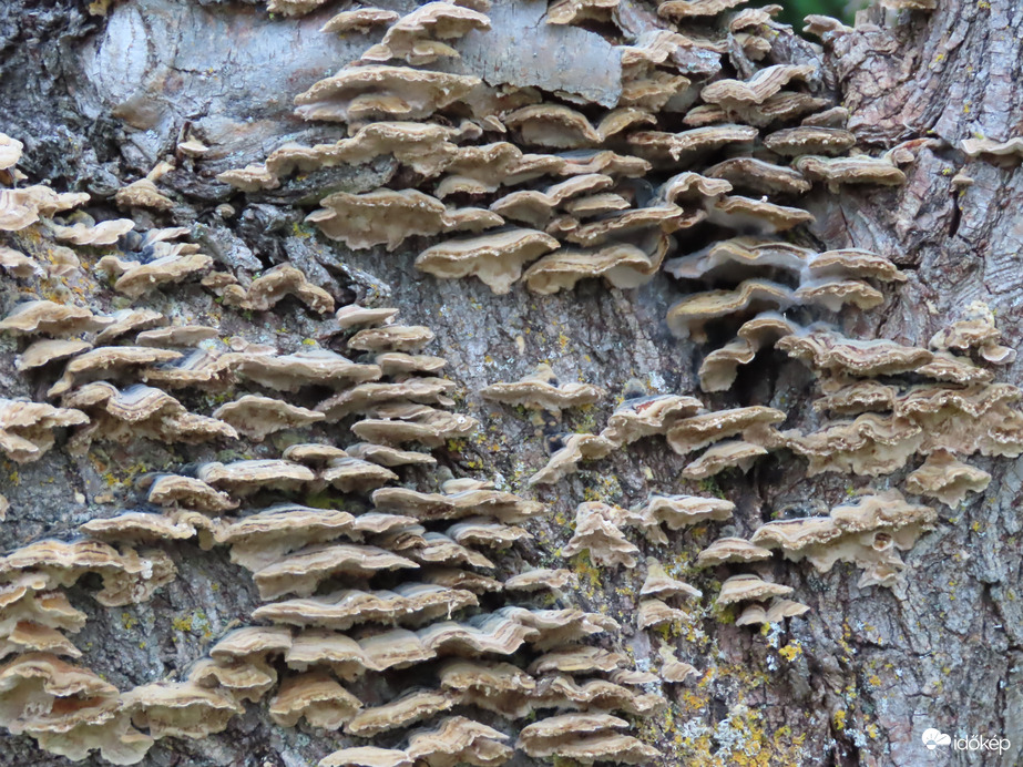 Milliónyi gomba egy fatörzsön