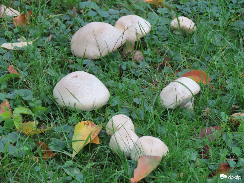 Gombacsalád a fűben