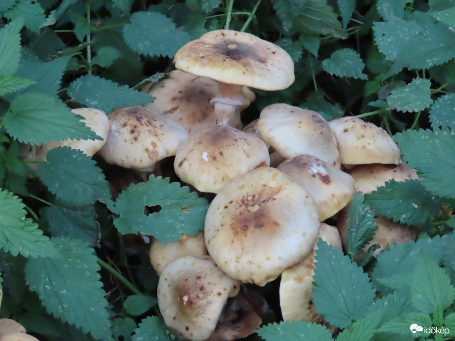 Gombák csalán körítéssel