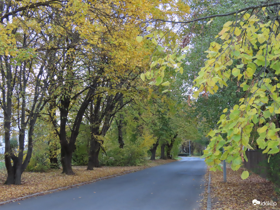 Út a sárguló fák között