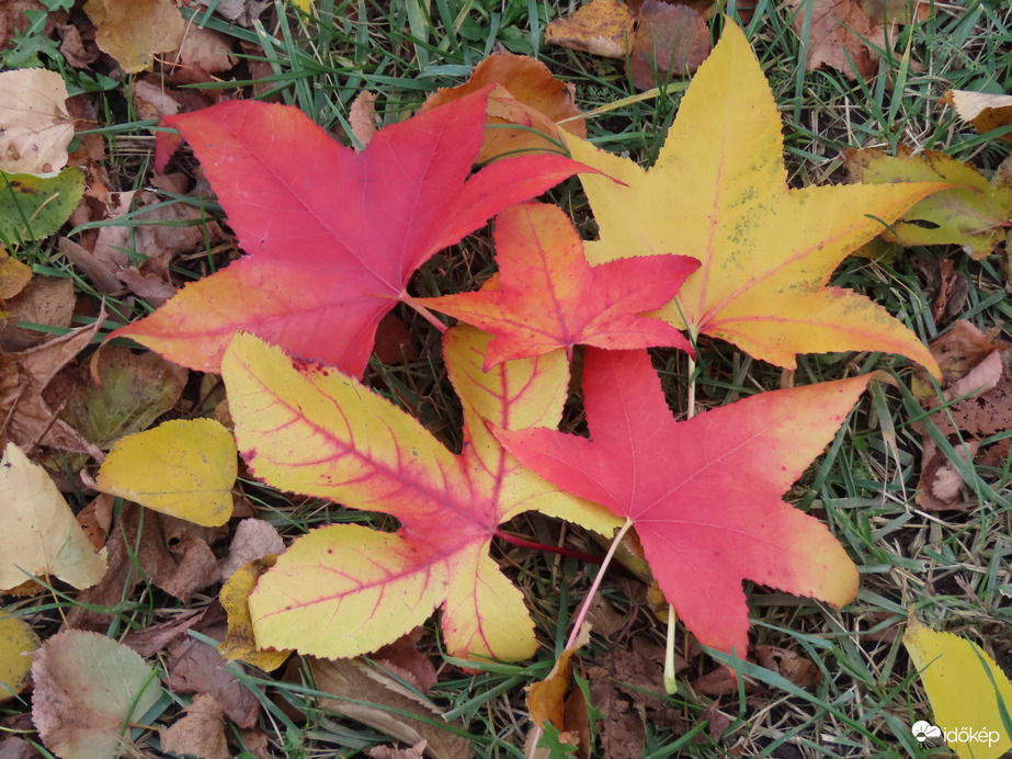 Színes levélcsokor