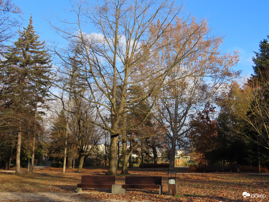 Kopaszodnak a sziget fái