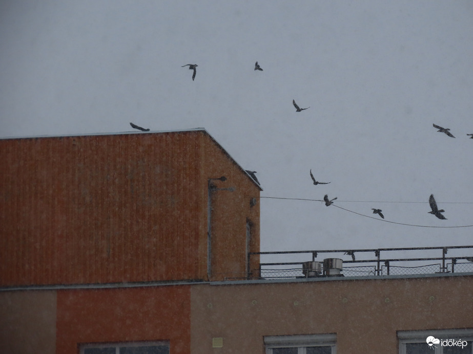 Hóesésben keringő varjúcsapat