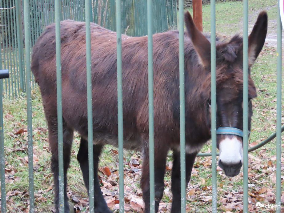 Rácsok mögött, sárgarépára várva