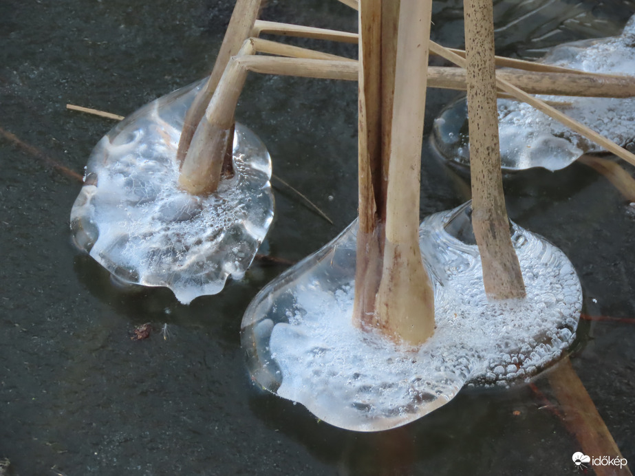 Nádszálak jégbe fagyva