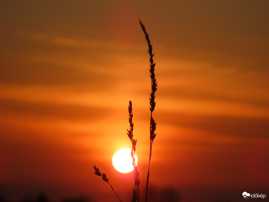 Fűszálak a naplementében