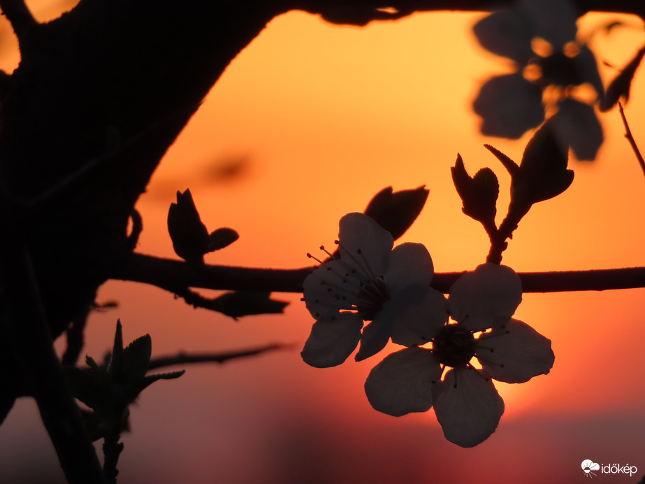 Virágzó ág a lemenő Nap fényében