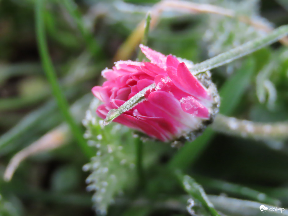 Százszorszép deresen