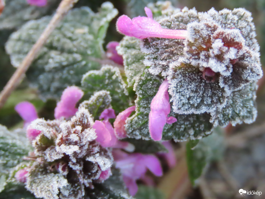 Dérlepte Árvacsalán