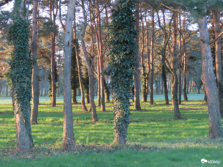 Reggeli fények a fákon és a fák között