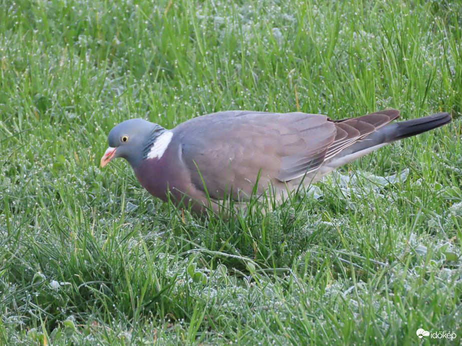 Reggeliző Örvös galamb