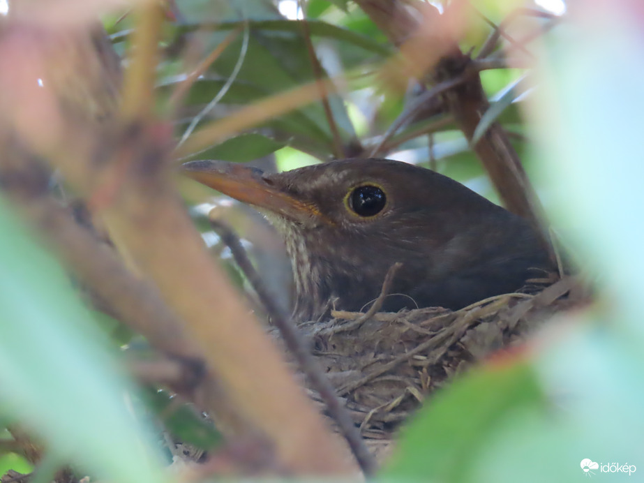 Fekete rigó a fészken