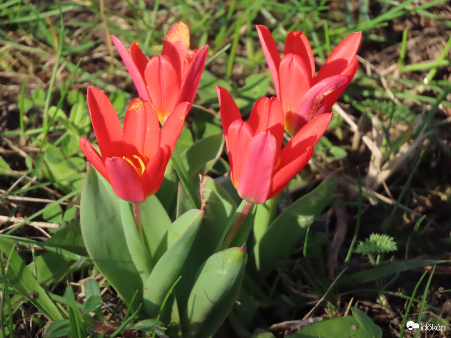 Törpe tulipán a tónál