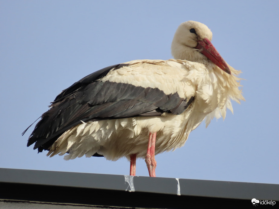 Közeli ház tetején álldogáló