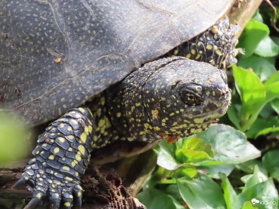 Közelebbről is megnézhetsz