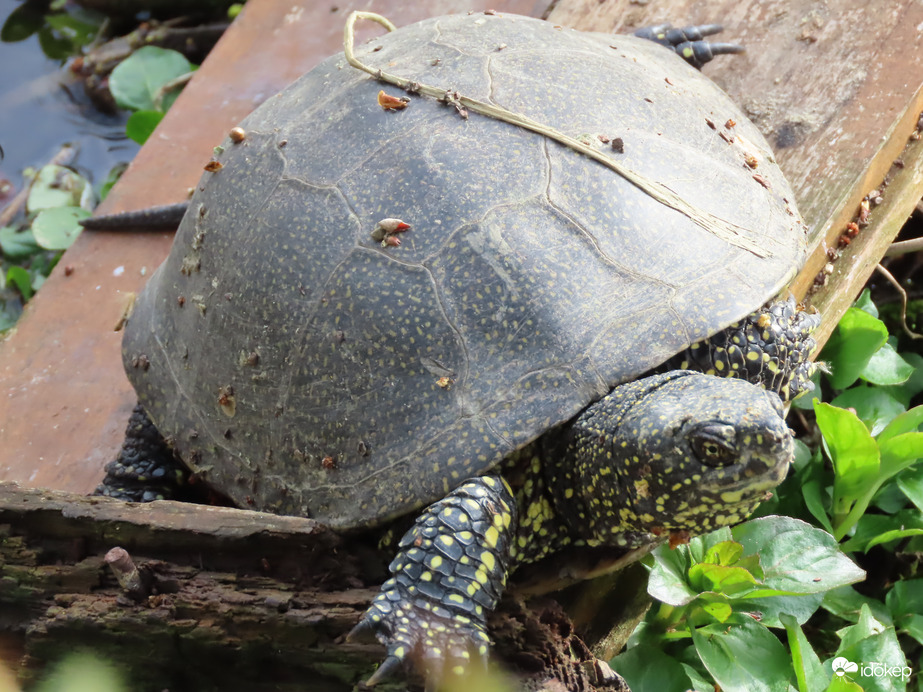 Szemből csíptem el