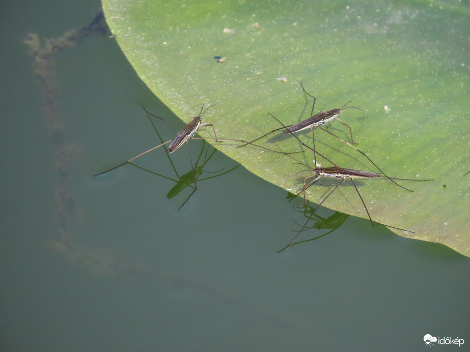 Megjelentek a Tavi molnárpoloskák