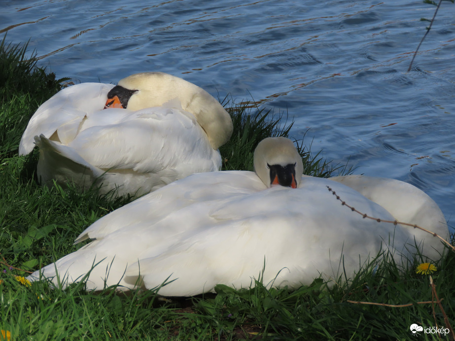 Délutáni szunyókálás hattyúéknál