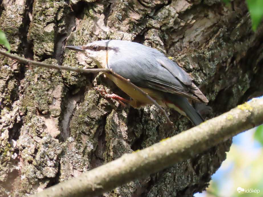 Nagy munkában a Csuszka