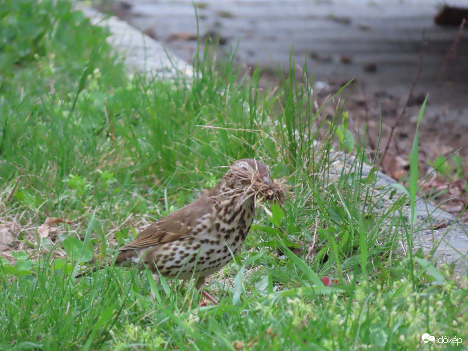 Fészekrakáshoz készül az Énekes rigó