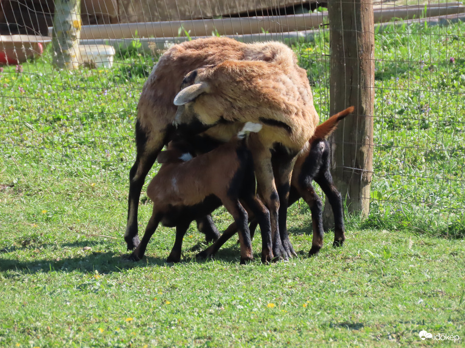 Éhes kecskegidák 04. 13.