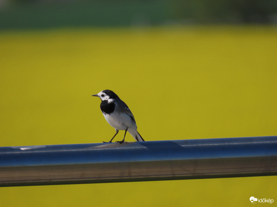 Nézelődő Barázdabillegető 04. 13.