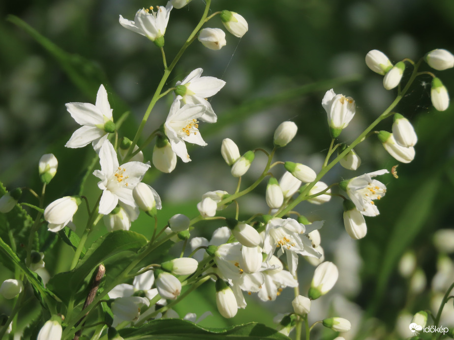 Gyöngyvirágcserje 04. 14.