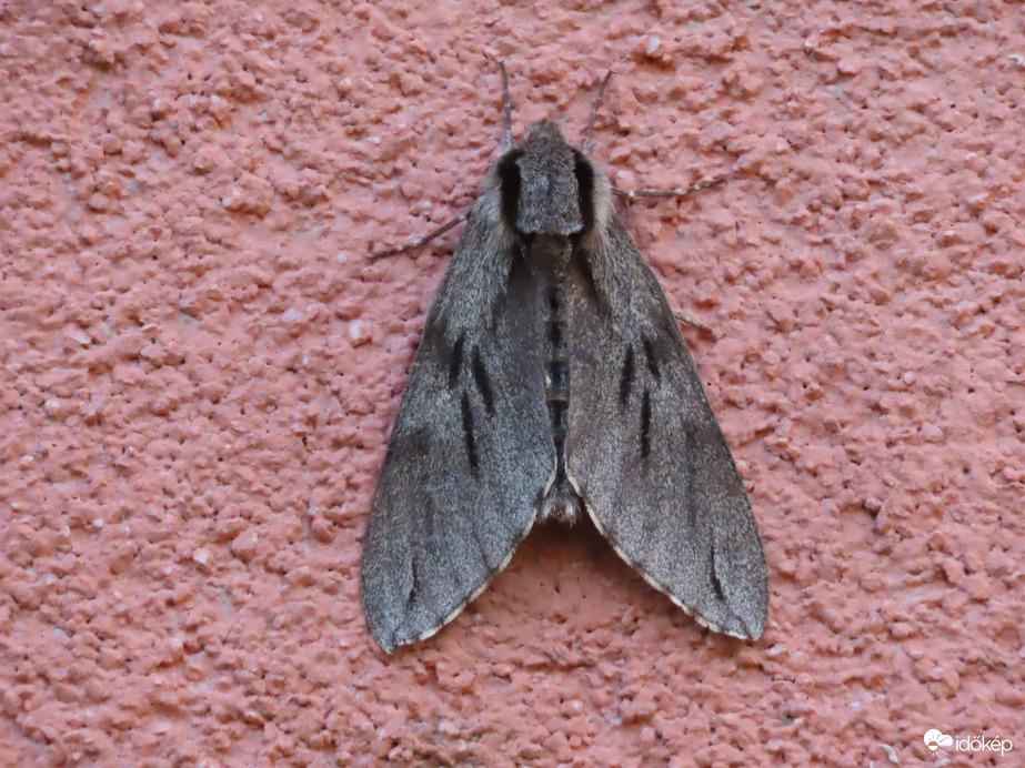 Fenyőszender 04. 14.