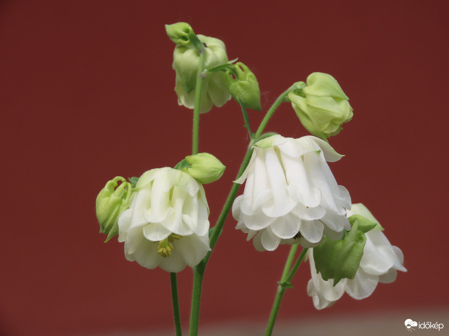 Kerti szépség 04. 15.