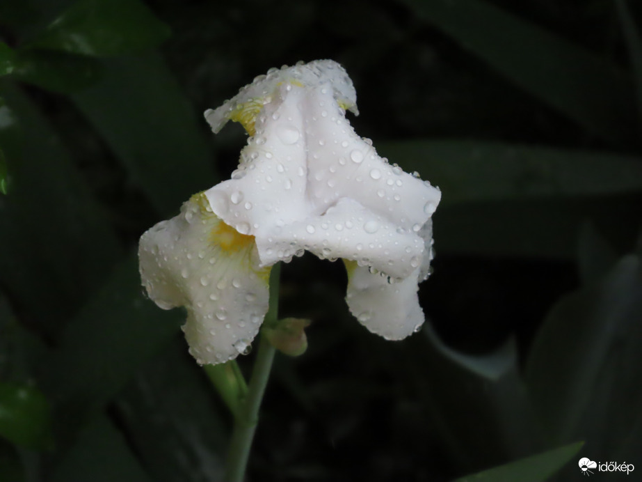 Színek az esőben  Kerti nőszirom