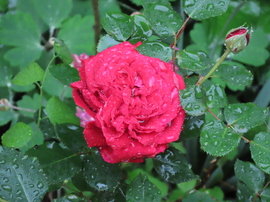Színek az esőben  Rózsa