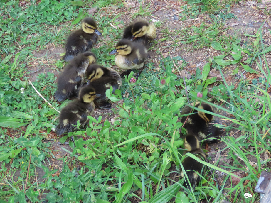 Réce fiókák a parton