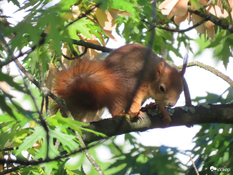 Figyelem a forgalmat