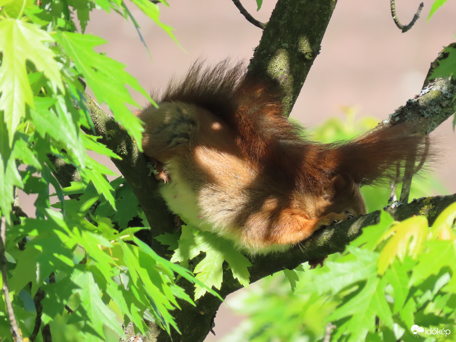 Helyezkedés pihenéshez