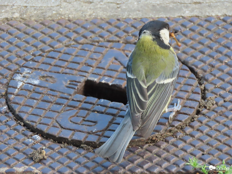 Szorgalmasan etetnek