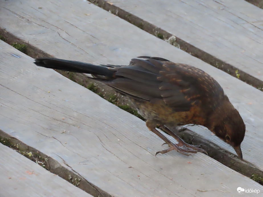 Kíváncsi Fekete rigó fióka