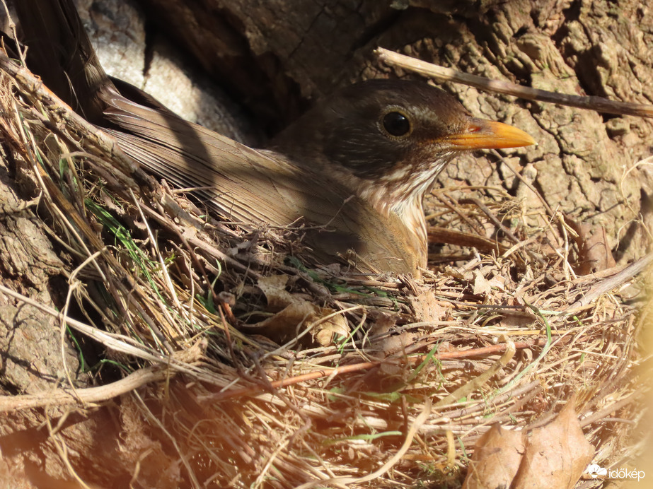 Fekete rigó a fészken