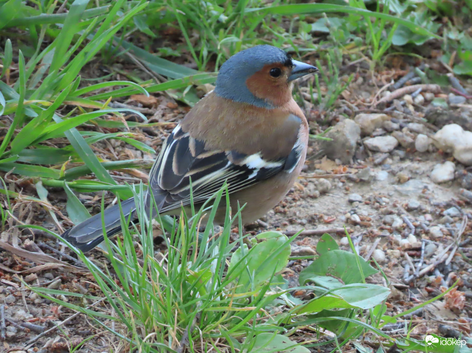 Magot keresgélő Erdei pinty