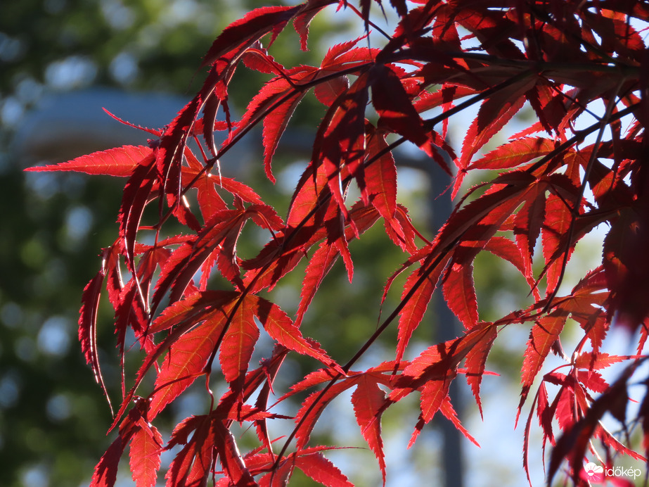 Leveleken áttörő fény