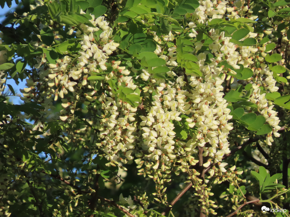 Akácillat a patakparton