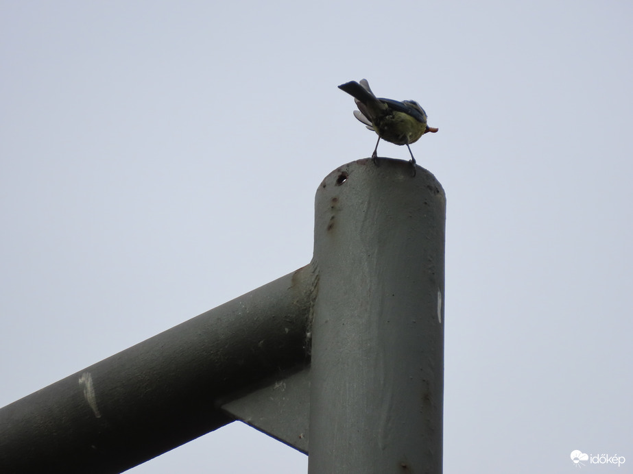 A Kékcinke is különös fészkelőhelyet talált